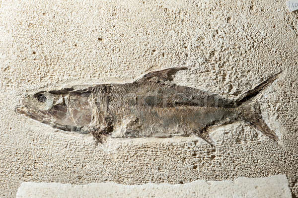Stock photo: Close up Fossil fish 