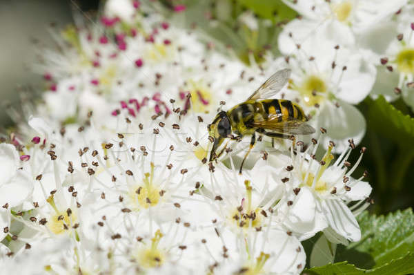 Hoverfly on hawthorn flowers Stock photo © AlessandroZocc