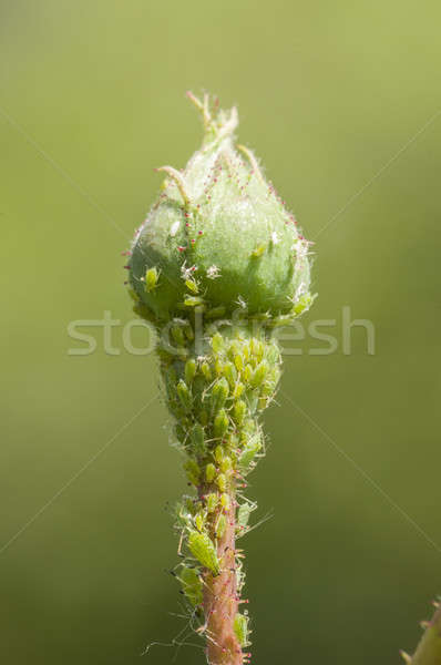 Verde insecte trandafir mugur vară ştiinţă Imagine de stoc © AlessandroZocc