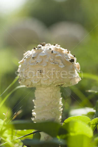 Amanita vittadinii mushroom Stock photo © AlessandroZocc