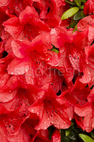 Rouge azalée fleurs pluie gouttes eau [[stock_photo]] © AlessandroZocc