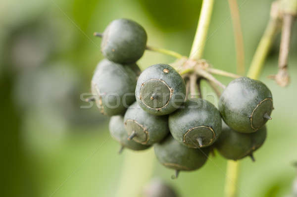 Berries of ivy plant Stock photo © AlessandroZocc