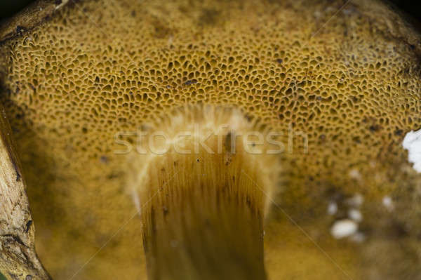 Esponja como cogumelo boné seis padrão Foto stock © AlessandroZocc