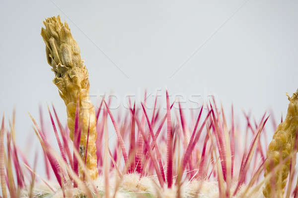 Floare mugur roşu suculent plantă Imagine de stoc © AlessandroZocc