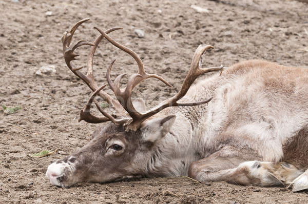 Stock photo: Reindeer (Rangifer tarandus), also known as the caribou in North