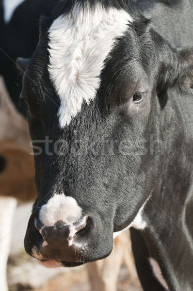 [[stock_photo]]: Adulte · Homme · produits · laitiers · bovins · vaches · espèce