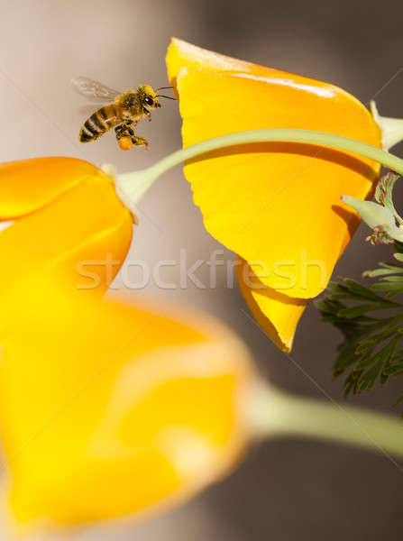 Mel de abelha voador amarelo laranja papoula flores silvestres Foto stock © AlessandroZocc