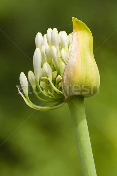 Allium flower head Stock photo © AlessandroZocc