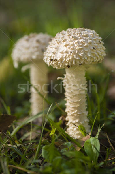 Amanita vittadinii mushroom Stock photo © AlessandroZocc