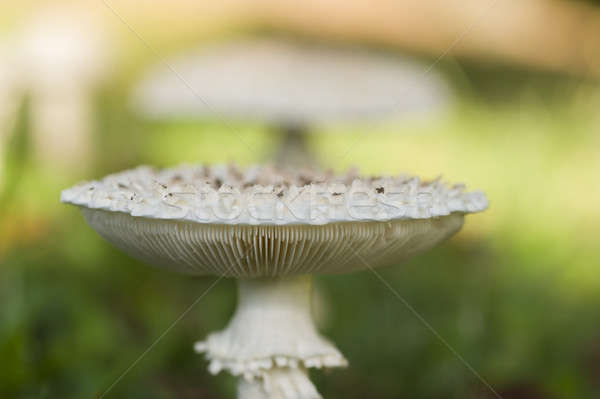 Amanita vittadinii mushroom Stock photo © AlessandroZocc