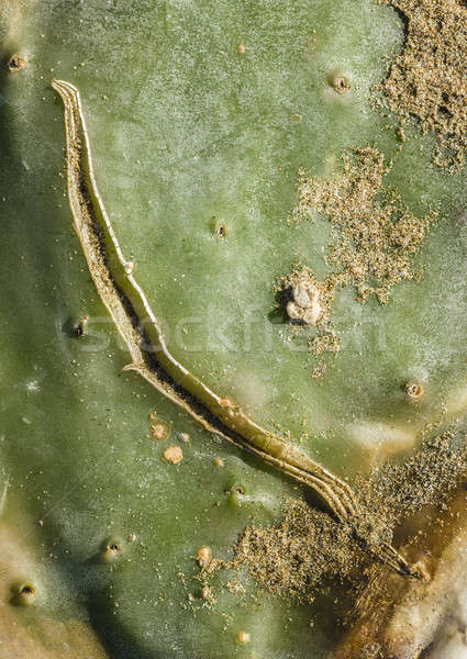 Cicatriz hoja suculento planta Foto stock © AlessandroZocc