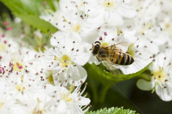 Bee on hawthorn flowers Stock photo © AlessandroZocc