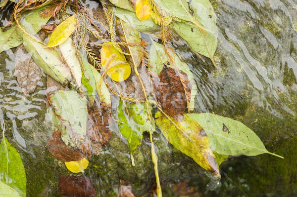 Fallen dead leaves  Stock photo © AlessandroZocc