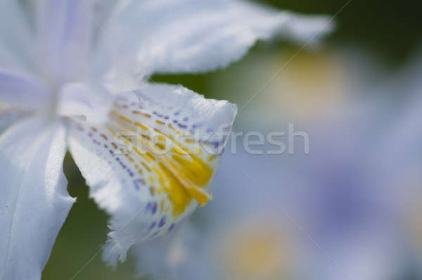 Detail of petals of an Iris flower Stock photo © AlessandroZocc