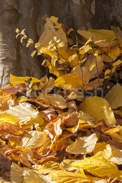 Parrotia persica tree leaves in autumn, commonly called Persian  Stock photo © AlessandroZocc