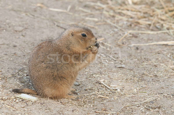 Prairie dogs (Cynomys) are burrowing rodents native to the grass Stock photo © AlessandroZocc