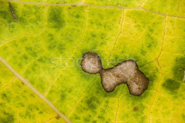 Stock photo: Spots on dead leaf