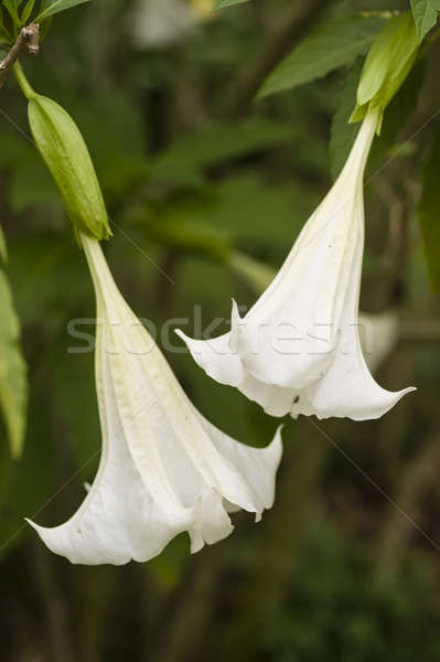 Stock photo: Angel trumpet flower