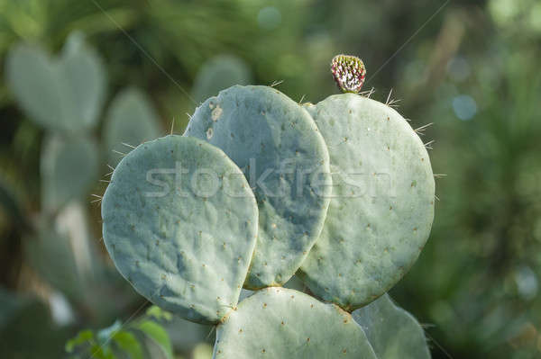 Prickly pear plant Stock photo © AlessandroZocc