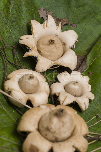 Earthstar mushroom Stock photo © AlessandroZocc