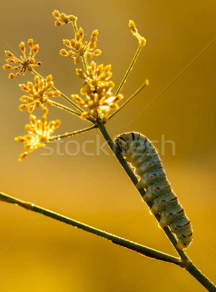 Caterpillar of common yellow swallowtail butterfly Stock photo © AlessandroZocc