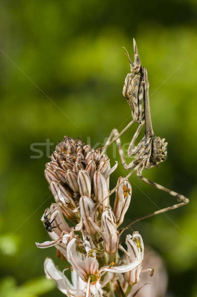 Conehead mantis, Empusa pennata Stock photo © AlessandroZocc