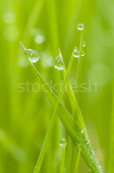 Dew drop on blade of grass Stock photo © AlessandroZocc