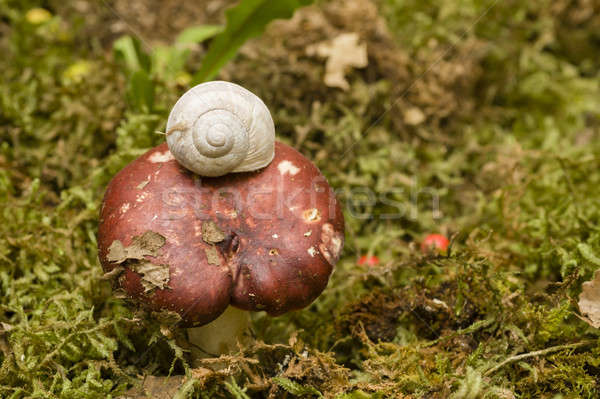 Lumaca funghi terra riposo rosso cap Foto d'archivio © AlessandroZocc