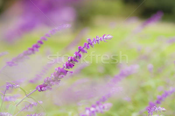 Ornamental sage purple flower on green background Stock photo © AlessandroZocc