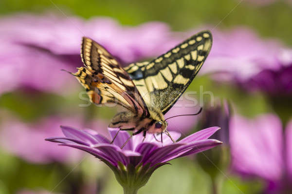 Swallowtail butterfly in a purple daisy field Stock photo © AlessandroZocc