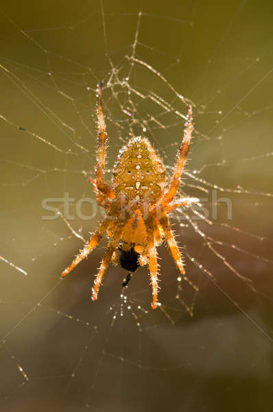 Cross spider on its web eating an insect prey Stock photo © AlessandroZocc