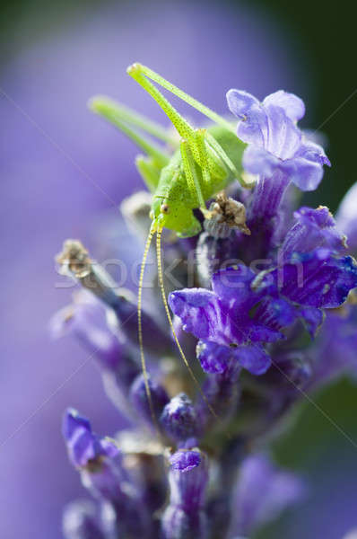 grasshopper on lavender flowers Stock photo © AlessandroZocc