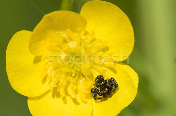 Stockfoto: Zwarte · krab · spin · gele · bloem · zon · bloem