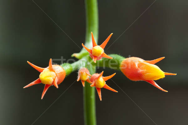 Tropical orange flowers of a creeping plant Stock photo © AlessandroZocc