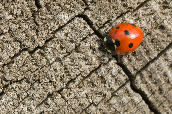 Seven spot ladybird  Stock photo © AlessandroZocc