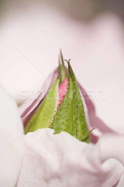 Rosa bud rosa petali fiore Foto d'archivio © AlessandroZocc