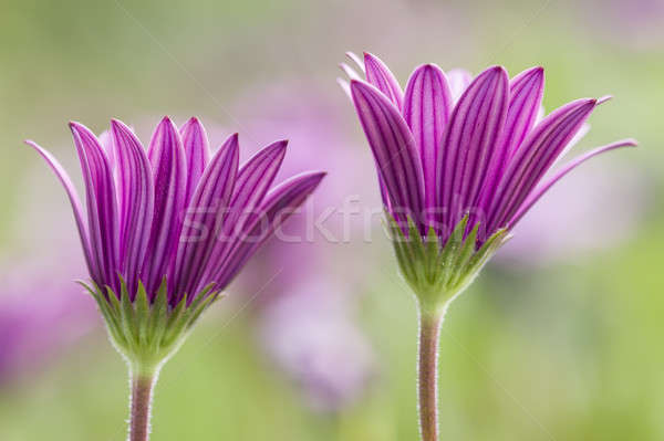 Dimorphoteca flowers in full bloom Stock photo © AlessandroZocc