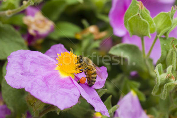 Méh gyűjt virágpor kő rózsa rózsaszín Stock fotó © AlessandroZocc