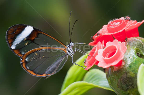 Glasswing (Greta oto) brush-footed butterfly Stock photo © AlessandroZocc