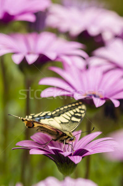 Swallowtail butterfly in a purple daisy field Stock photo © AlessandroZocc