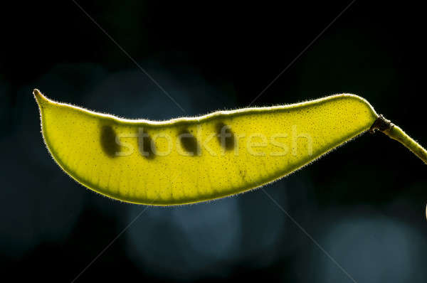 Tohum arka ışık bahar doğa meyve Stok fotoğraf © AlessandroZocc