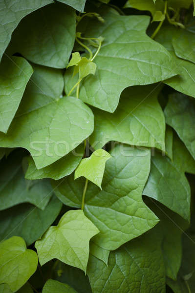 Hedera leavs, commonly called ivy, Stock photo © AlessandroZocc