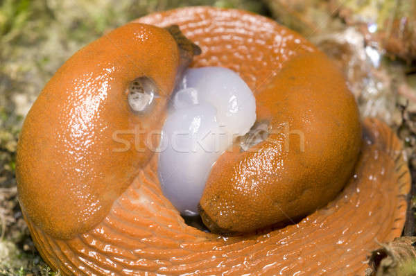Two red slug, Arion, mating on ground Stock photo © AlessandroZocc