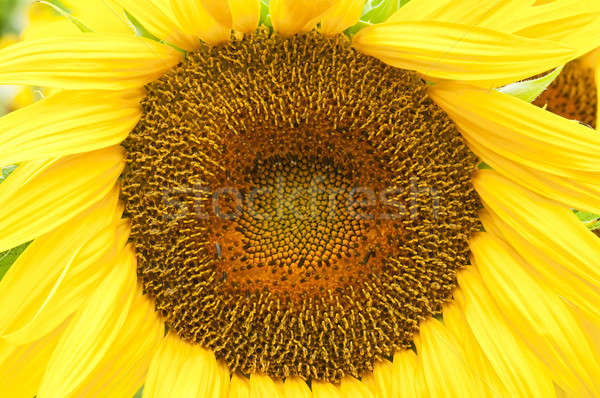 Sunflower in full bloom in summer Stock photo © AlessandroZocc