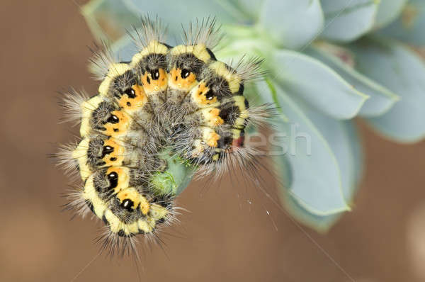 Colorful caterpillar in defence posture Stock photo © AlessandroZocc