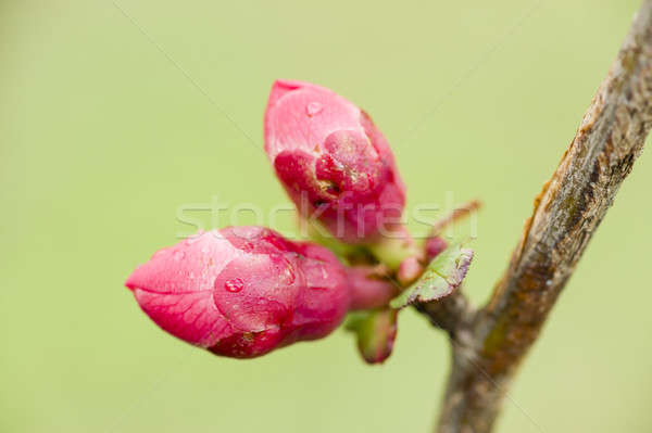 Foto d'archivio: Rosa · fiori · primavera · fiore · acqua · impianto