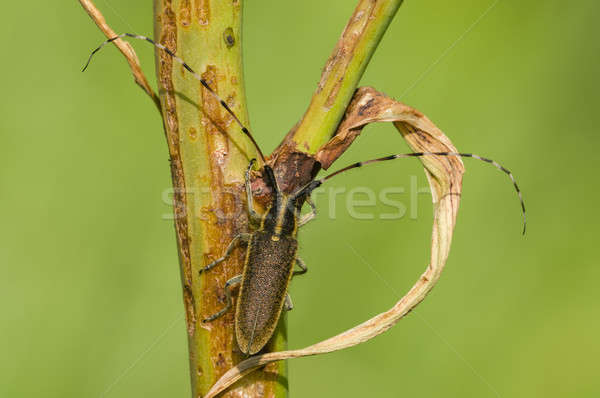 Common longhorn beetle Stock photo © AlessandroZocc