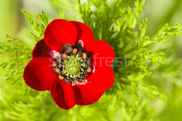 Faible rouge pavot fleur vert printemps [[stock_photo]] © AlessandroZocc