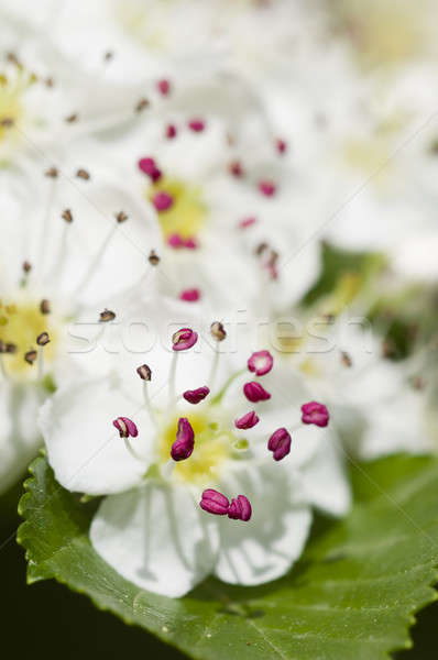 Flower of common hawthorn Stock photo © AlessandroZocc