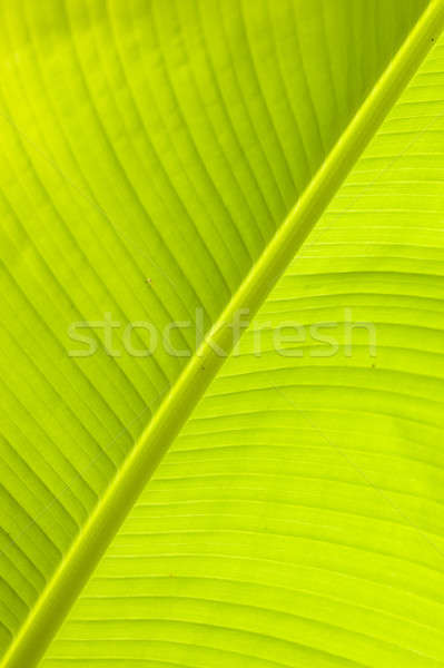 Bananen Blatt Detail Hintergrundbeleuchtung Sonne grünen Stock foto © AlessandroZocc